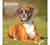 Boxers International Edition 2027 Square Flap