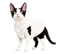 BOXIZ Cat Clothes for Devon Rex, Sphynx and Shorthair Cats - Autumn and Winter Cat Coat - white 2XL