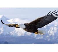 Boy Puzzle 100 Pieces Eagle Wings Bird Fly 45.5x35.5CM