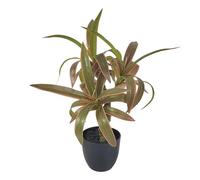 BOYANDM Sturdy Artificial Lucky Dracaena Plant in Pots Realistic Potted Greeneries for Desk Tabletop Decoration Safe Realistic Greeneries for Animals