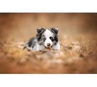 Boys 3D Puzzle 1000 Pieces Border Collie Puppies 26x38CM