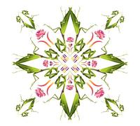 Boys on Pills - Supersonisch