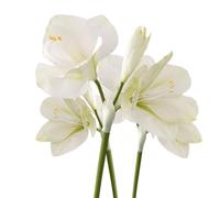 BQEE Artificial Amaryllis Flowers, 21.5 inches, Red, White, Pink, Set of 3, Faux Lilies for Wedding, Home, Office, Hotel Decor (White)