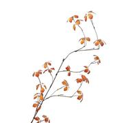 BQEE Artificial Enkianthus perulatus 3pcs Greenery Stem Faux Branches for Vase Fake Tree with Leaf for Home Decoration (no Flowers-Orange)