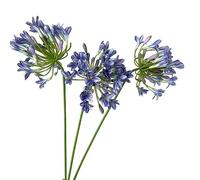 BQEE Artificial Flowers 3PCS African agapanthus Fake Silk Rose for Wedding Centerpieces (Blue)