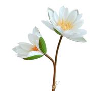 BQEE Artificial Water Lily Bouquet, Artificial Lotus,60cm/23.6 inches, 2 Flower Sticks for Wedding, Home, Office Decor (white)