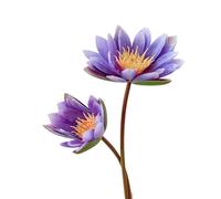 BQEE Artificial Water Lily Bouquet, Artificial Lotus,60cm/23.6 inches, 2 Flower Sticks for Wedding, Home, Office Decor (purple)