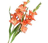 BQEE Long Stem Artificial Gladiolus Flower, Set of 2, Home/Wedding/Office Decor (Orange)