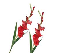 BQEE Long Stem Artificial Gladiolus Flower, Set of 2, Home/Wedding/Office Decor (Red)