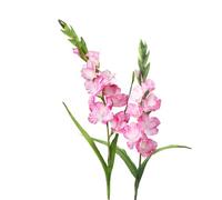 BQEE Long Stem Artificial Gladiolus Flower, Set of 2, Home/Wedding/Office Decor (Rossy)