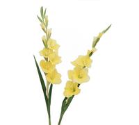 BQEE Long Stem Artificial Gladiolus Flower, Set of 2, Home/Wedding/Office Decor (Yellow)