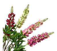 BQEE Realistic 40-Inch/100cm Artificial Lupine Flowers Fake Lupine Bouquet for Home Decor, Wedding Arrangements (White)