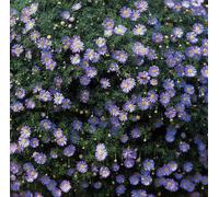 Brachyscome Blue - 3 x 9cm Flowering Plants in Recyclable Pots Lilac-Blue Blooms