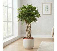 Braided Dwarf Umbrella Tree (Schefflera Arboricola) - 27Cm Pot