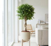 Braided Weeping Fig (Ficus Benjamina 'exotica') - 30Cm Pot, 140Cm High