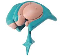 Brain Anatomical Model basal Ganglia Thalamus caudate Nucleus Anatomical Model Brain Anatomical Model with Digital Symbols School Science Human Brain Anatomical Model