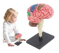 Brain Anatomy Model - Detailed Brain Anatomy Model, Scientific Class Brain Model | Human Brain Anatomy Model with Arteries, Code Brain Anatomy Model