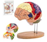 Brain Anatomy Model for Neuroscience, 3D human brain model with Laser-Engraved Label 2X Life-Size | Colored Brains models | 4-Part Magnetic Detachable Neuroscience Learning Models for Science Biology