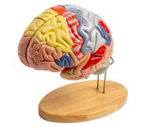 Brain Anatomy Model - Removable Brain Stem and Cerebellum Teaching Aid for Medical Psychology Education