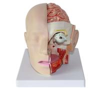 Brain Anatomy Model with Cerebral Arteries for Medical Education | Brain Anatomy Model for Medical Education, Perfect for Teaching and Understanding Human Anatomy Concepts