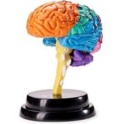 Brain Anatomy Models - Detachable Human Anatomy Models Brain Models - Medical Models for Learning Presentation Teaching