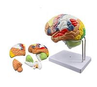 Brain Anatomy Neuroscience Human Brain Model for Teaching Brain Model Anatomy Life Size Color-Coded Nine Vividly Colored Sections 50 Engraved Labels Removable in 8 Parts