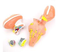 Brain Anatomy Teaching Model - Basal Nucleus, Brainstem, Thalamus Nucleus for Human Nervous System Education