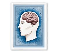 Brain in Profile Educational Framed Wall Art Print A1 (84.1×59.4cm) White, Wall Decor for Living Room, Bedroom, Office & Home, Ready to Hang, Art Gift