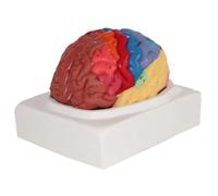 Brain Model Anatomy with 2 Detachable Parts and Base and Color Partition and Digital Labeled for Demonstrate The Structure and Function