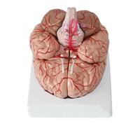 Brain Model for Neuroscience with 9 Detachable Parts & Base & 41 Location Identification Anatomical Brain Nerve Model, Science Classroom Study, Educational Anatomy Display Model