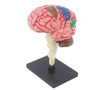 Brain Model for Psychology Anatomical Model with Display Base,Color-Coded Teaching Anatomy Model To Identify Brain Functions, Artery Brain for Neuroscience Teaching