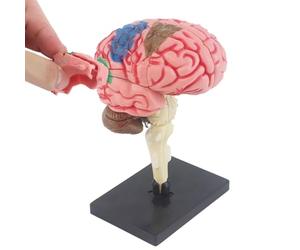 Brain Model for Psychology Anatomical Model with Display Base,Color-Coded Teaching Anatomy Model to Identify Brain Functions, Artery Brain for Neuroscience Teaching
