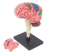 Brain Model for Psychology Color-Coded Artery Teaching Anatomy Identify