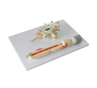 Brain Model Human Anatomy Neuron Zoom Model Neuron Cell Body And Nerve Fiber Structure Zoom Model For Medical Teaching Human Body Model