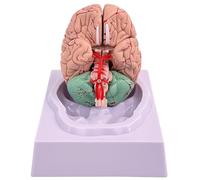Brain Model Human Brain 8-Part Model Of with 32 Digital Identifiers Life Size Human Anatomy for Science Classroom Study Display Teaching