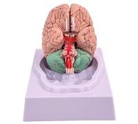 Brain Model Human Brain 8-Part Model Of with 32 Digital Identifiers Life Size Human Anatomy for Science Classroom Study Display Teaching