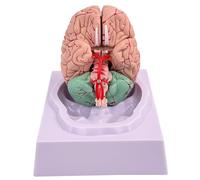 Brain Model Human Brain 8-Part Model Of with 32 Digital Identifiers Life Size Human Anatomy for Science Classroom Study Display Teaching #1