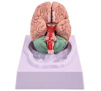 Brain Model Human Brains,Model of Fake Brain with 32 Digital Identifiers Life Size Human Anatomy for Science Classroom A