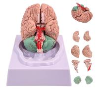 Brain Model Human Fake Brain 8-Part Model Of Brain with 32 Digital Identifiers Life Size Human Brain Anatomy Model for Science Classroom Study Display Teaching Medical Model, Brain Model, Fake Brain