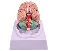 Brain Model Human Fake Brain 8-Part Model Of with 32 Digital Identifiers Life Size Human Anatomy for Science Classroom Study Display Teaching Medical #·