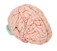 Brain Model, Human Human Brain Model Professionals Doctors Teaching for Hospital School Display