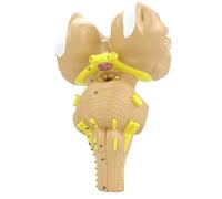 Brain Model Neuroanatomical Brain Stem Enlargement Model Scientific Human Anatomy Neuroanatomical Brain Model Zoom in 3 Times Hand Painted