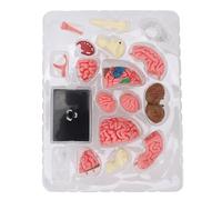 Brain Model Neuroanatomy Structure Teaching Tool Human Brain Anatomical Model with Base for Education Display Professional Detailed Detachable Plastic Brain Model for Medical