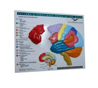 Brain Model & Puzzle - Anatomy and Functional Areas of the Brain (Norton Series on Interpersonal Neurobiology)