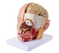 Brain Nerve and Artery Anatomical Model 4-Part Detachable Half-Brain Model with Sagittal Face Section, Display Base Human Model