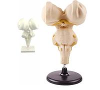 Brain Stem Enlargement Model Hypothalamic Nuclei Human Brainstem and The Structurefor Teaching Science Classroom Study Hypothalamic Nuclei Model