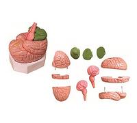 Brain with artery model human brain anatomy science classroom learning display teaching 11 parts can be disassembled freely