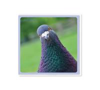 Brainbox Candy - Funny Birthday Card - 'Curious Pigeon' - Cute Playful Witty Humour - Amusing Novelty Greeting Card - For Him Her Men Women Friends - Blank Inside