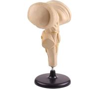 Brainstem Anatomical Model, Brain Stem Enlargement Model, Human Brainstem And The Hypothalamic Nuclei Structure, For Teaching Science Classroom Study