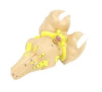 Brainstem Anatomical Model with Cranial Nerve Nuclei & Fiber Tracts